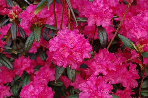 Live plant from Green Promise Farms Landmark' (Rhododendron) Evergreen, 2-Size Container, Pinkish red Flowers