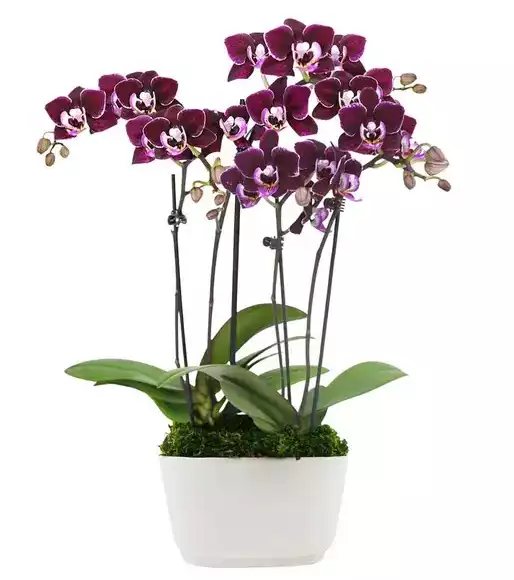A Vision in Violet Mini Orchids at Send Flowers
