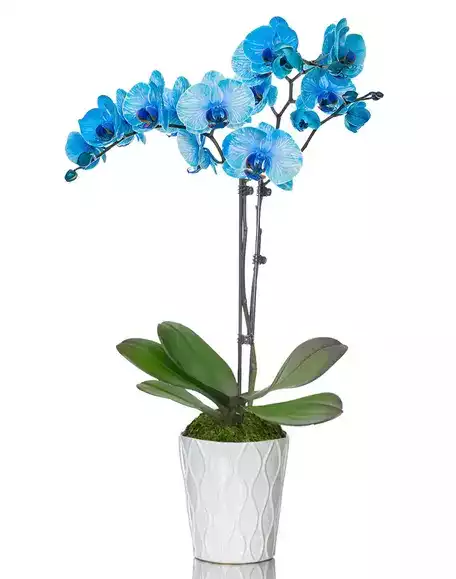 Brilliant Blue Orchids at Send Flowers