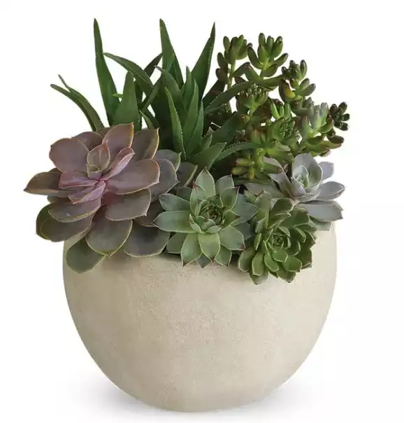 Modern Succulent Garden at From You Flowers