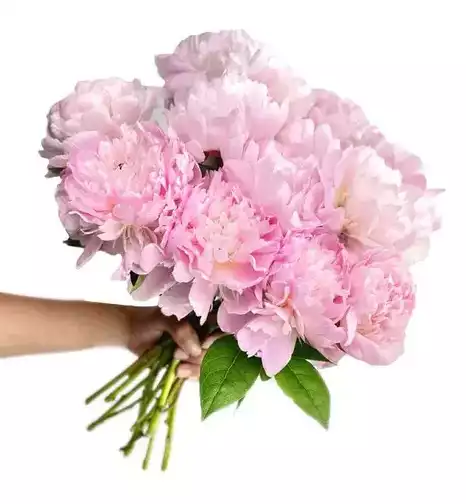 Precious Pink Peonies - 15 Stems at Send Flowers