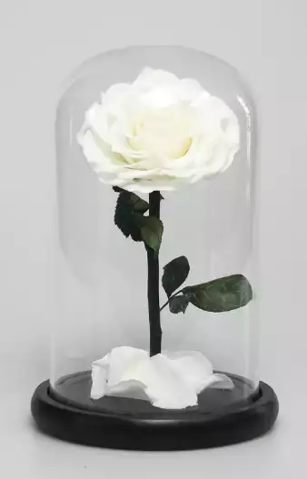 Preserved White Rose in a Glass Dome Graduation Gift