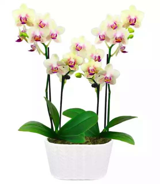 Sunny Smiles Orchid Duo at From You Flowers