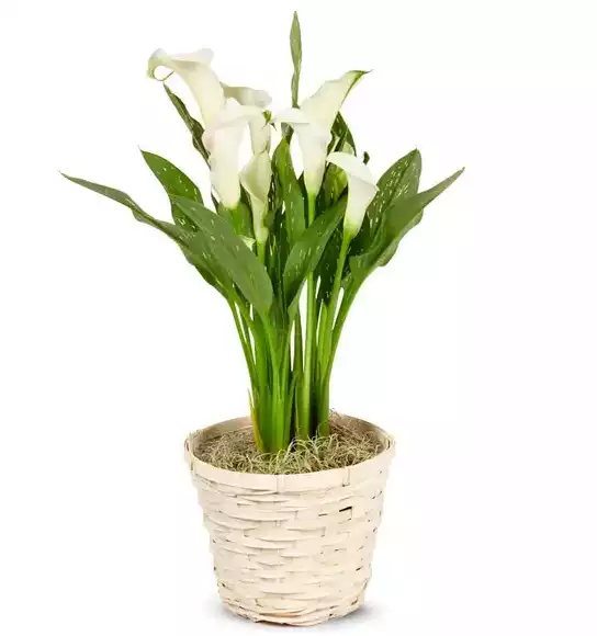 Whimsical White Calla Lily Potted Plant at Send Flowers